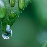 Entry image for Dew Drops