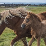 Entry image for Horses of Iceland