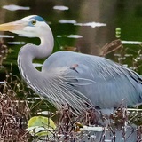 Entry image for Wetland Wonder