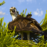 Entry image for Osprey Cry!