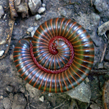 Entry image for Spiral Millipede