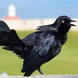 Entry image for Fiery Bird