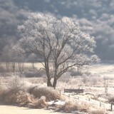 Entry image for Frosty Peace
