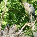 Entry image for Nesting Great Blue Heron