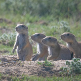 Entry image for Ranch Greeters