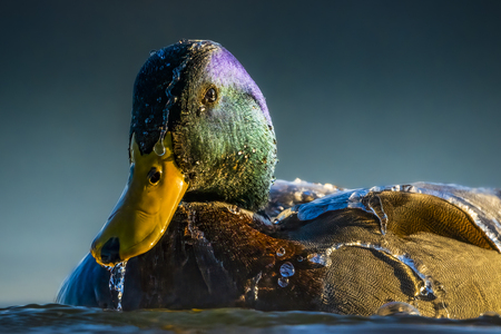 Entry image for Waterproof. Clicking this image will show a larger photo