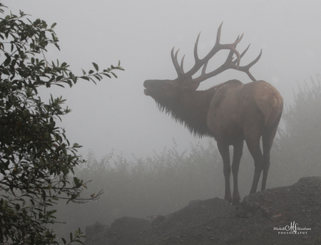 Entry image for Foggy bugle. Clicking this image will show a larger photo