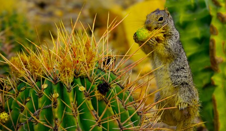 Entry image for Yammy Cactus. Clicking this image will show a larger photo