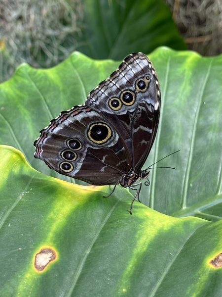 Entry image for Butterfly. Clicking this image will show a larger photo