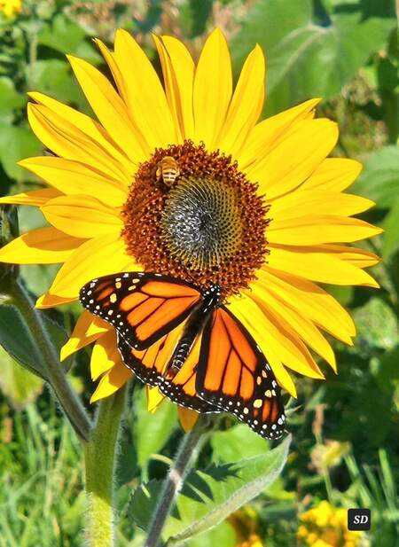 Entry image for Saving our pollinators🧡🦋🐝. Clicking this image will show a larger photo