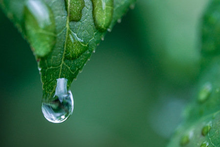 Entry image for Dew Drops. Clicking this image will show a larger photo