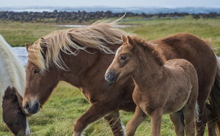 Entry image for Horses of Iceland. Clicking this image will show a larger photo