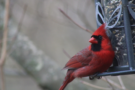 Clyde the Cardinal