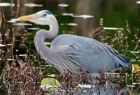 Entry image for Wetland Wonder. Clicking this image will show a larger photo