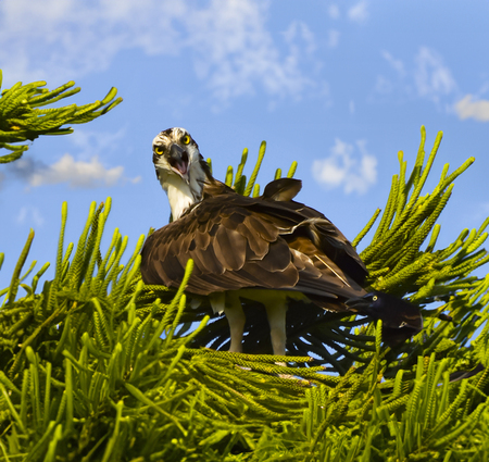 Entry image for Osprey Cry!. Clicking this image will show a larger photo