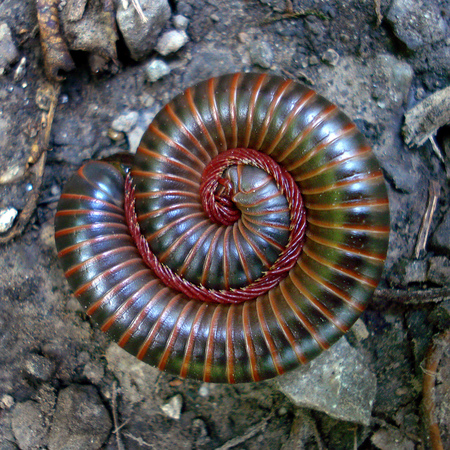 Entry image for Spiral Millipede. Clicking this image will show a larger photo