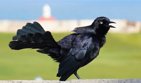 Entry image for Fiery Bird. Clicking this image will show a larger photo