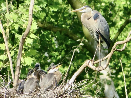 Entry image for Nesting Great Blue Heron. Clicking this image will show a larger photo