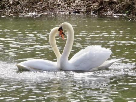 Entry image for Pair of Mute Swans. Clicking this image will show a larger photo