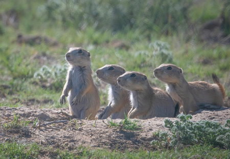 Entry image for Ranch Greeters. Clicking this image will show a larger photo