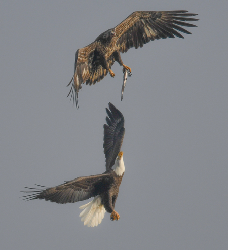 The Chase