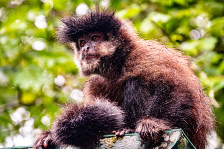 Monkey Face