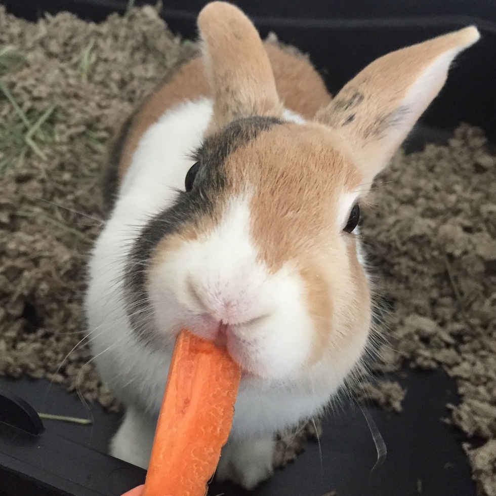 Vote for Banni San Diego House Rabbit Society 2017 Shelter Bunnies