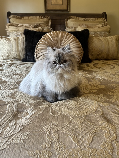 Dahlilia