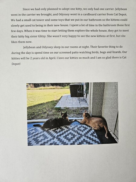 Our Kitten Adoption Story