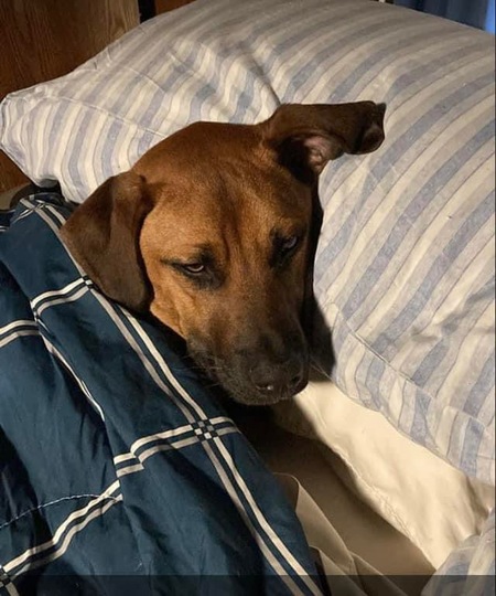 Hank Junior 