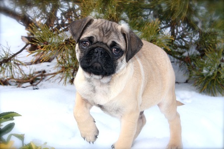 Caeser The Pug