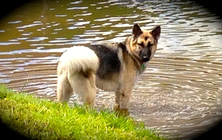 Nala