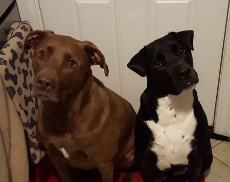 Maverick and Logan
