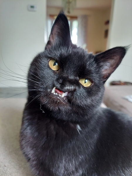 Onyx