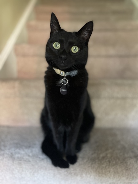 Cleo