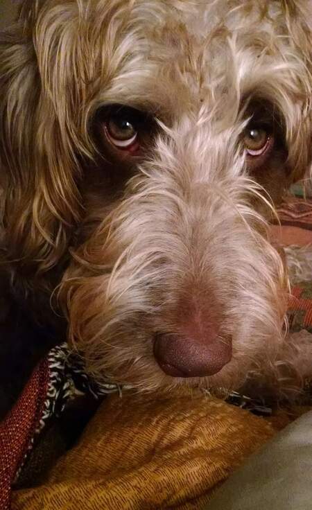 Riley 