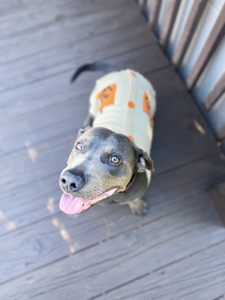 Yoshi