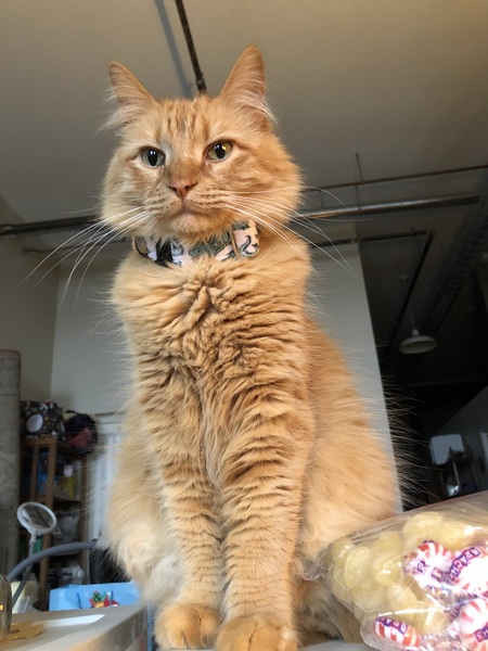 Merlin