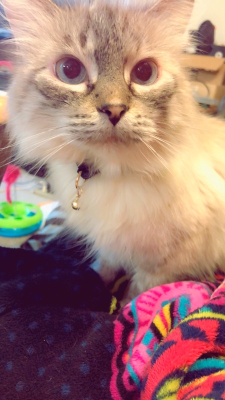 Zelda