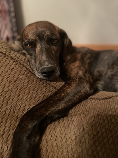 Lulu