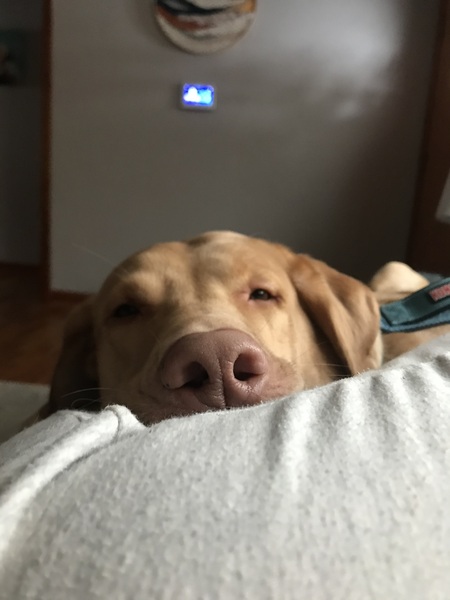 Waylon