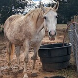 Entry image for Maggie