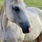 Entry image for Lily Lou Gray