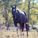 Entry image for Tucker