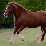 Entry image for Magic Mustang
