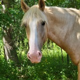 Entry image for Sonny