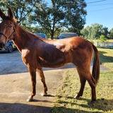 Entry image for Peanut