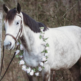 Entry image for Dap aka Dapple of My Dreams