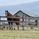 Entry image for Champ