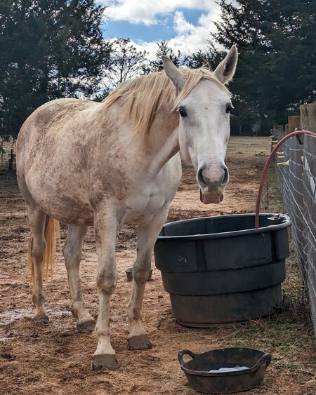 Entry image for Maggie. Clicking this image will show a larger photo